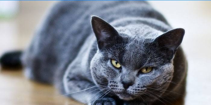 Chat gris