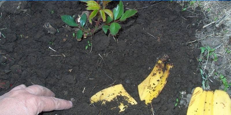 Fleurs d'engrais avec écorce de banane