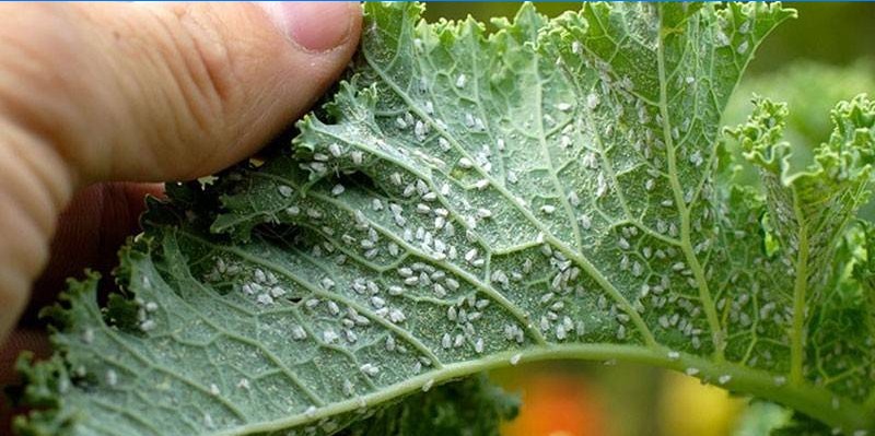 Puceron sur une feuille