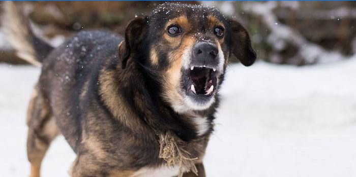Chien fou