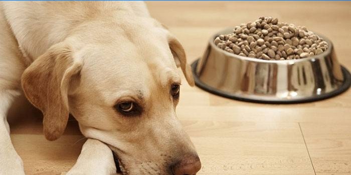 Manque d'appétit chez un chien