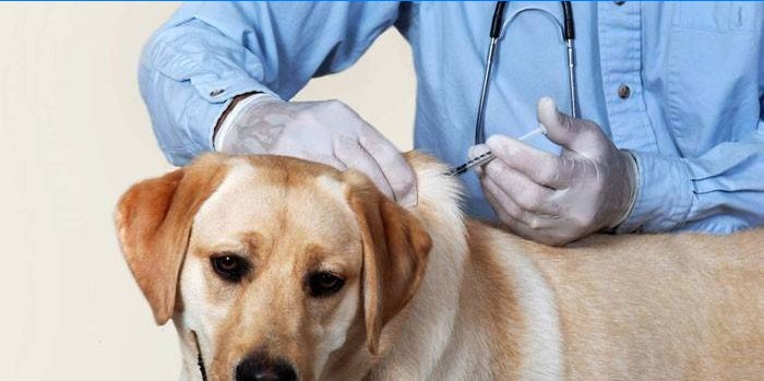 Vaccination des chiens