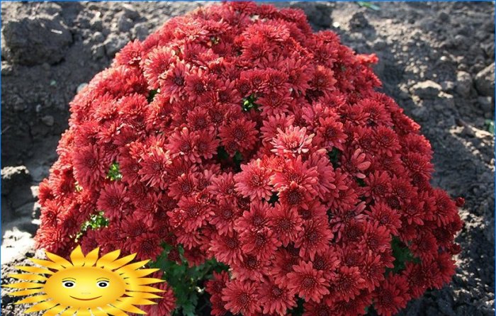 Chrysanthèmes en forme de boule dans le jardin: plantation et entretien