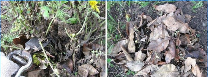 Chrysanthèmes en forme de boule dans le jardin: plantation et entretien