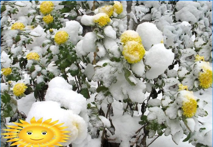 Chrysanthèmes en forme de boule dans le jardin: plantation et entretien