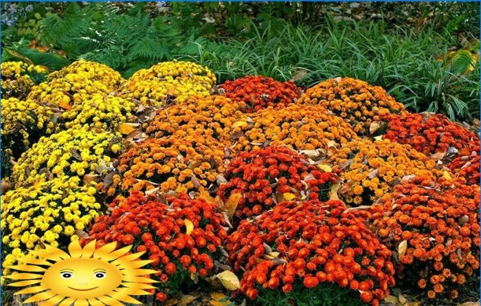 Chrysanthèmes en forme de boule dans le jardin: plantation et entretien