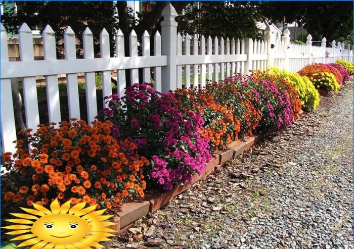 Chrysanthèmes en forme de boule dans le jardin: plantation et entretien