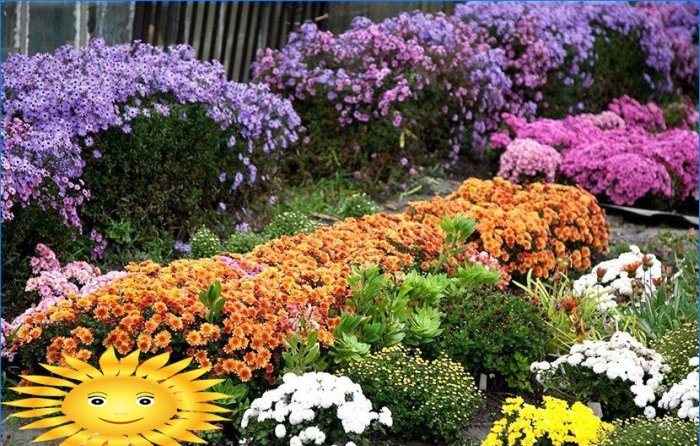 Chrysanthèmes en forme de boule dans le jardin: plantation et entretien