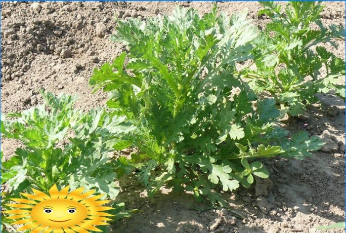 Chrysanthèmes en forme de boule dans le jardin: plantation et entretien