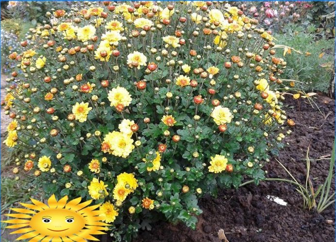 Chrysanthèmes en forme de boule dans le jardin: plantation et entretien