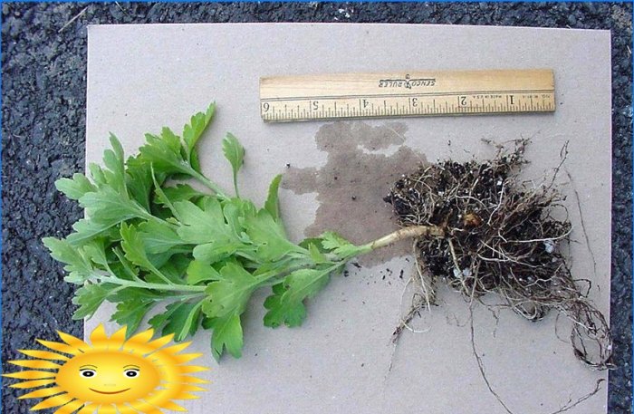 Chrysanthèmes en forme de boule dans le jardin: plantation et entretien