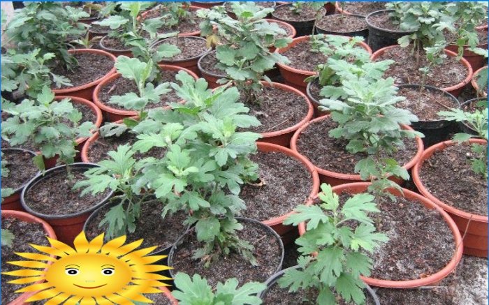 Chrysanthèmes en forme de boule dans le jardin: plantation et entretien