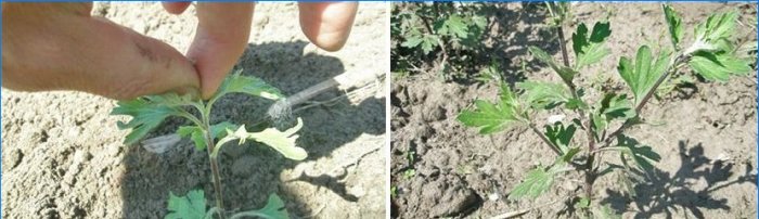 Chrysanthèmes en forme de boule dans le jardin: plantation et entretien