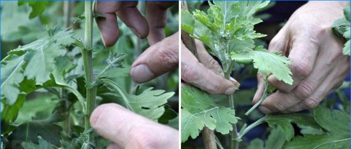 Chrysanthèmes en forme de boule dans le jardin: plantation et entretien