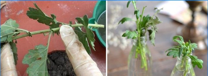 Chrysanthèmes en forme de boule dans le jardin: plantation et entretien