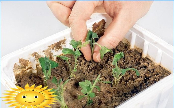 Chrysanthèmes en forme de boule dans le jardin: plantation et entretien