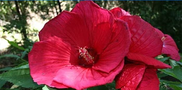 Hibiscus herbe