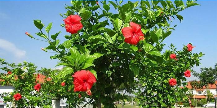 Buisson d'hibiscus