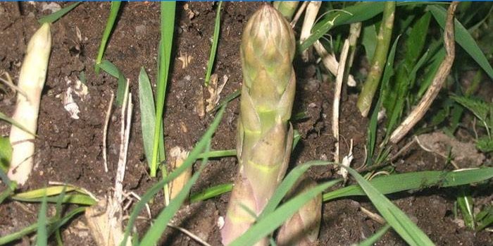 Asperges de jardin