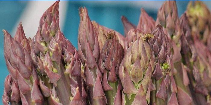 Germes d'asperges