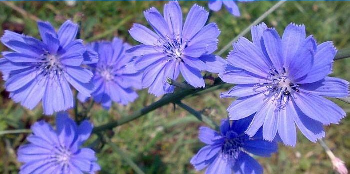 Fleurs de chicorée