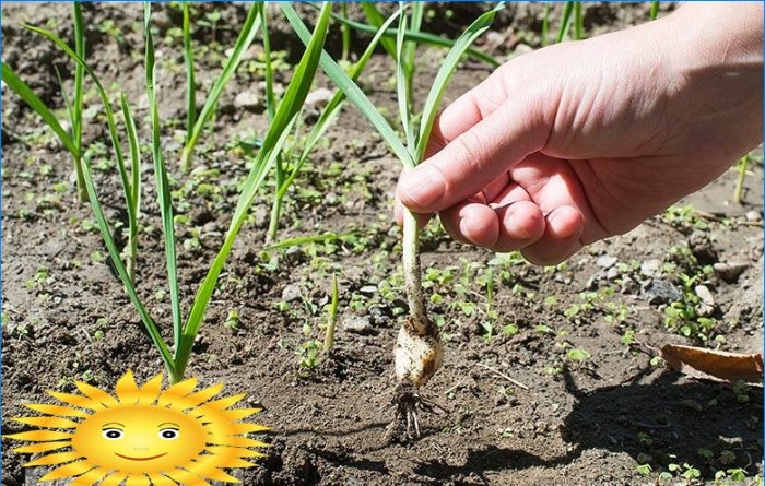 Comment faire pousser et entretenir une récolte d'ail