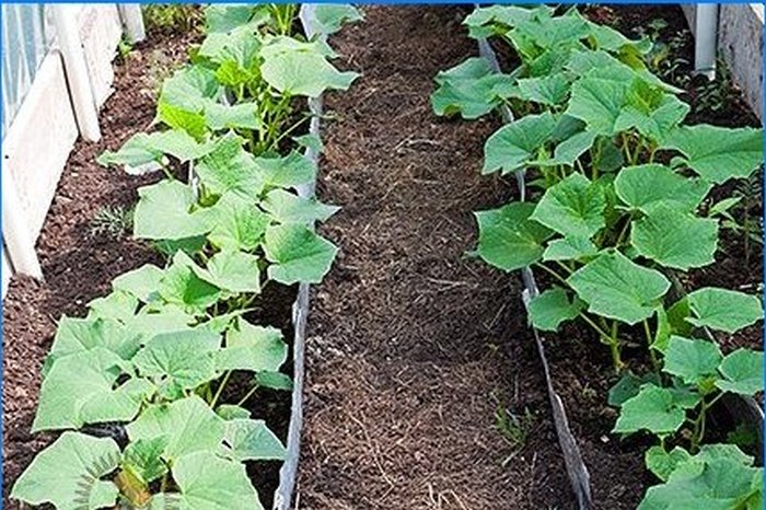 Comment protéger les plantes du gel printanier