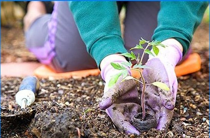 Comment protéger les plantes du gel printanier