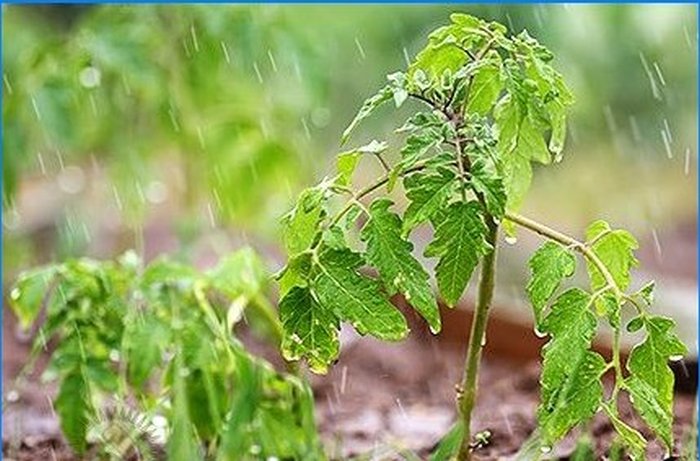 Comment protéger les plantes du gel printanier