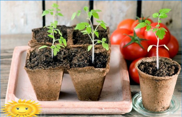 Cultiver des plants de tomates selon Kurdyumova