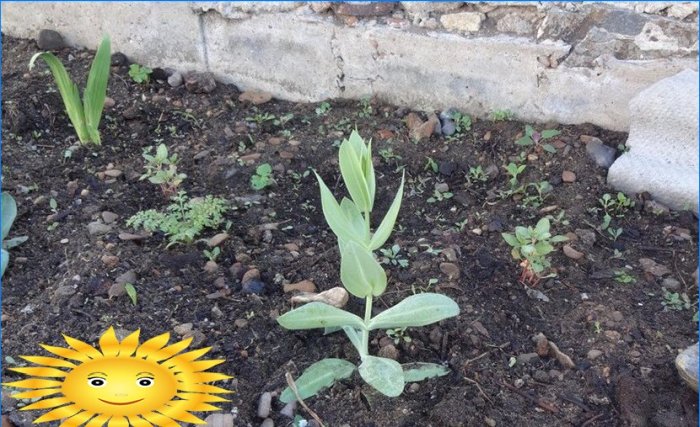 Cultiver l'eustoma à partir de graines à la maison