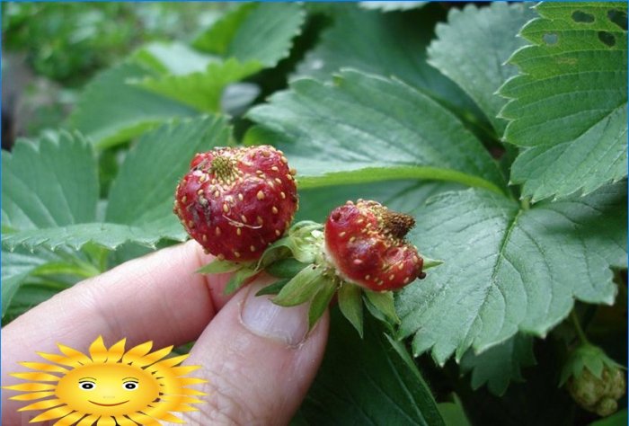 Fraises de jardin - maladies et ravageurs