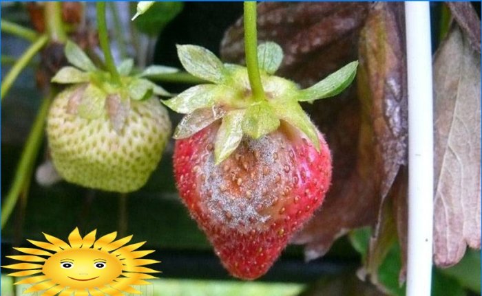 Fraises de jardin - maladies et ravageurs