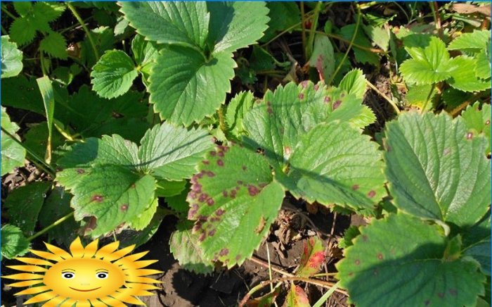 Fraises de jardin - maladies et ravageurs