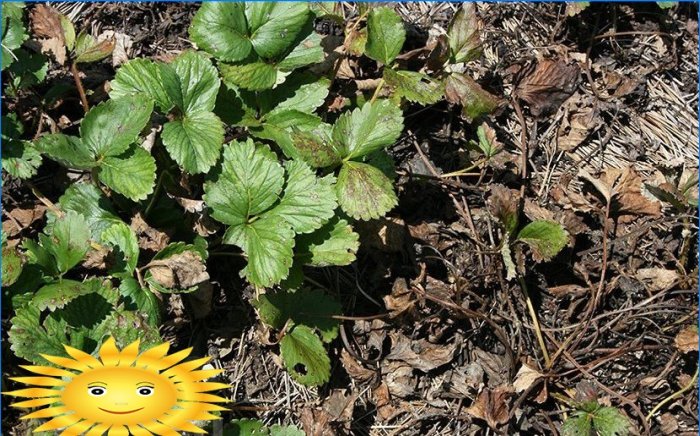 Fraises de jardin - maladies et ravageurs