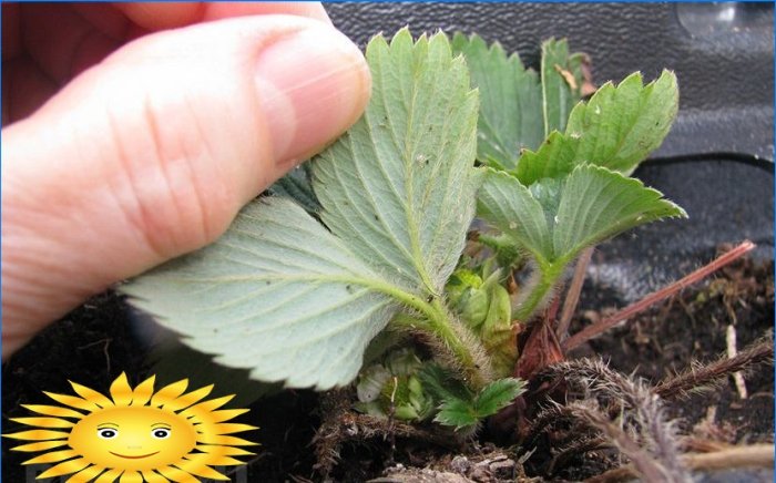 Fraises de jardin - maladies et ravageurs