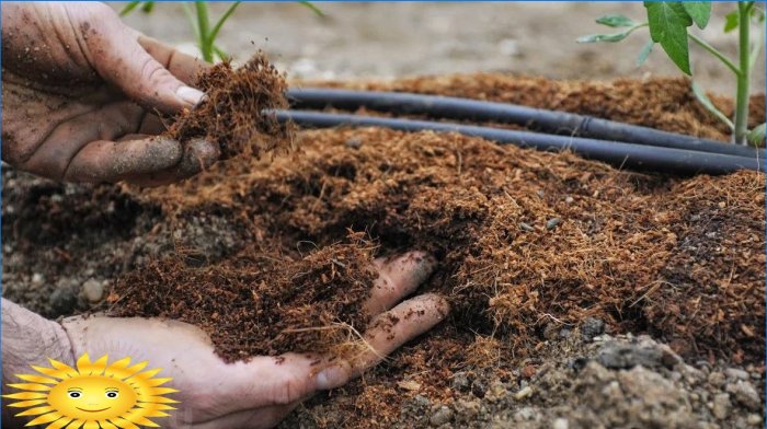 Arroser les plantes avec de la tourbe