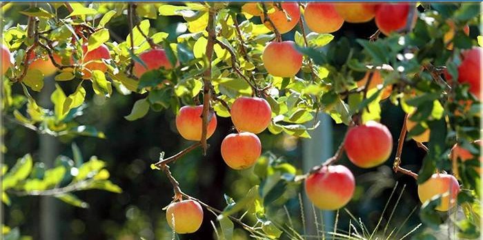 Pommes sur les branches