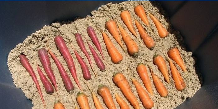 Stockage des racines pour l'hiver