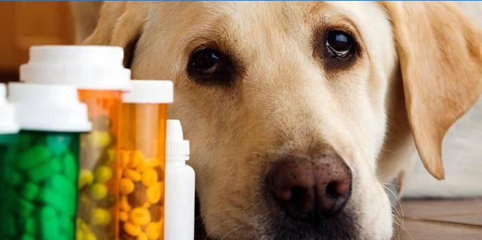 Médicaments pour animaux