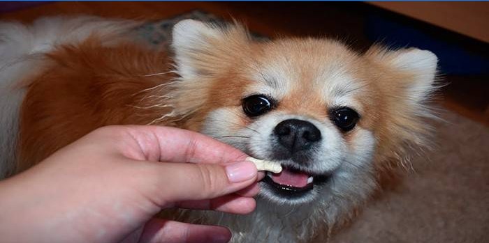 Le chien reçoit une pilule de prévention