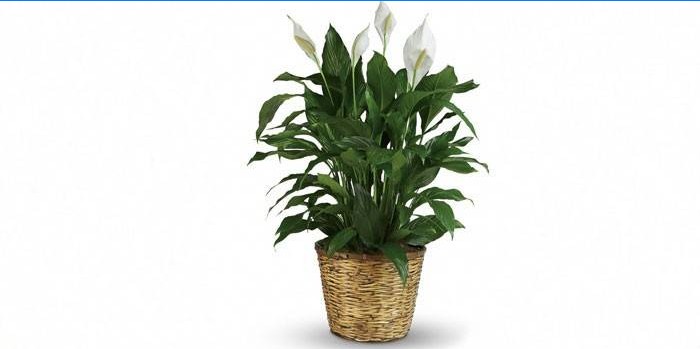 Spathiphyllum