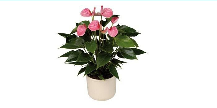 Anthurium végétal