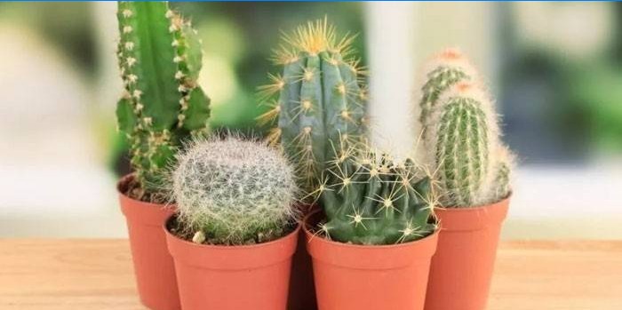 Cactus