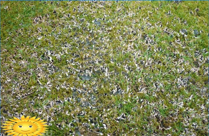 Lichen sur la pelouse
