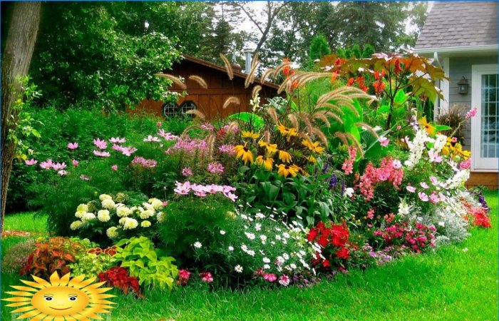 Mixborders sur le site: exemples de conception, sélection de plantes