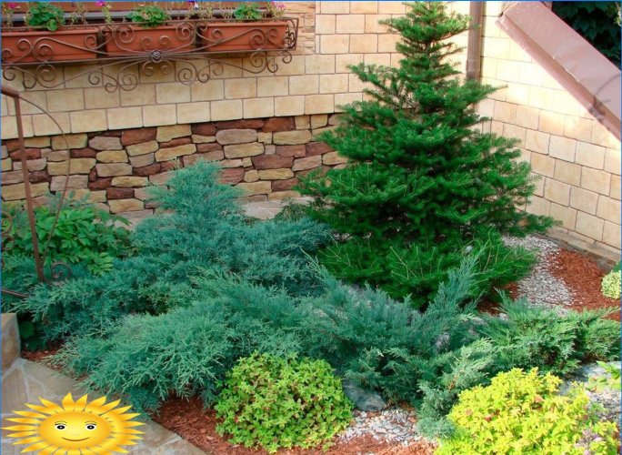 Mixborders sur le site: exemples de conception, sélection de plantes