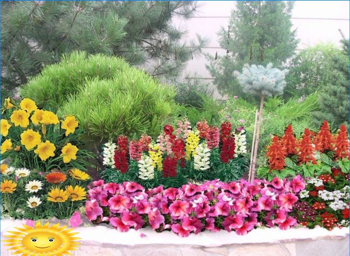 Mixborders sur le site: exemples de conception, sélection de plantes