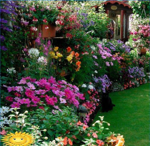 Mixborders sur le site: exemples de conception, sélection de plantes