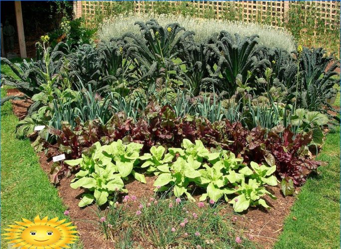 Mixborders sur le site: exemples de conception, sélection de plantes